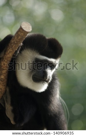 Cool Mantled Guereza