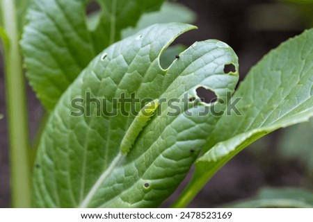 Similar – Image, Stock Photo Small cabbage white butterfly in light and shade