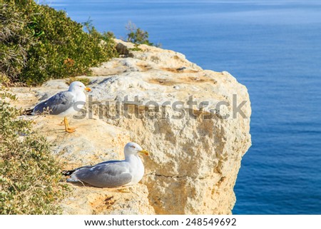 Two seagulls on a cliff