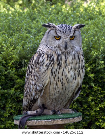 Big wise owl