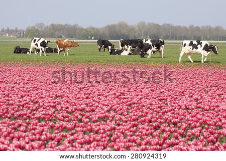 Dutch black cows and a brown cow and in the foreground pink tulips.