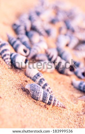 many small seashells on sandy beach, close up