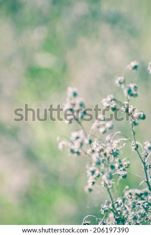 Toned wildflower background
