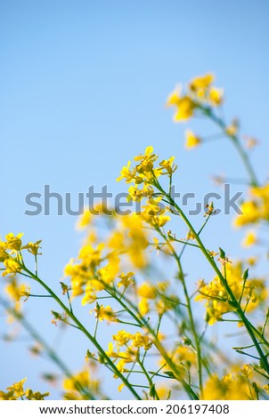 yellow rapeseed oil (canola)  on sunny day against sky