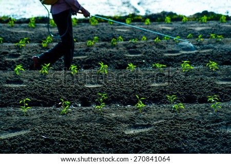 A man walking between carefully cultivated green sprouts and sprays insecticides. Natural agricultural scene.