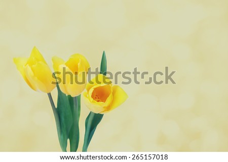 spring flowers, yellow tulips over textured background