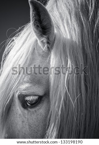 White horse close up profile view showing eye and ear in black and white