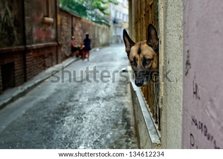 Dog watching street through a fenced window of an apartment flat.