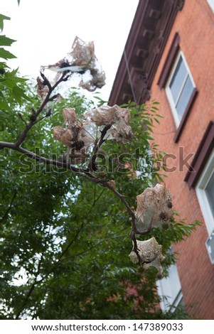NEW YORK - JULY 21: Fall webworm nests on a sweet gum tree in the Williamsburg neighborhood of Brooklyn, NY on July 21, 2013. Fall webworm damage appears late in the growing season.