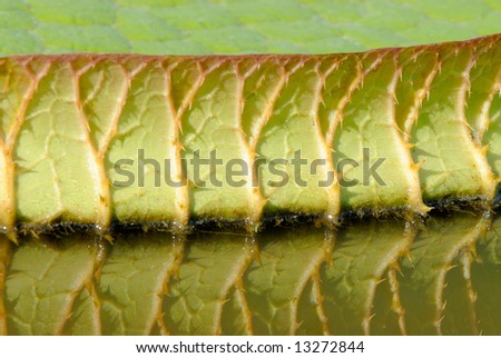 Victoria Waterlily Leaf Detail