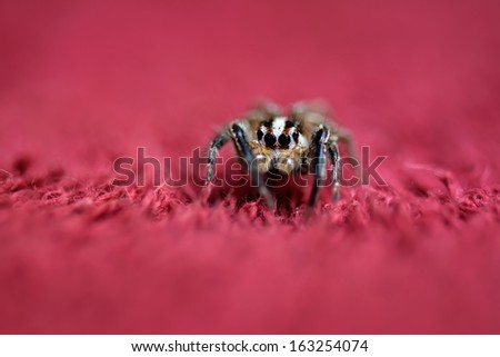 Cute spider on a red Ground and Background