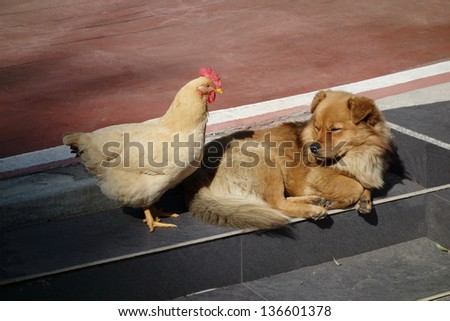 hen and dog getting along with each other in peace