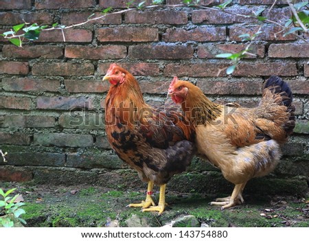 hens with beautiful feather