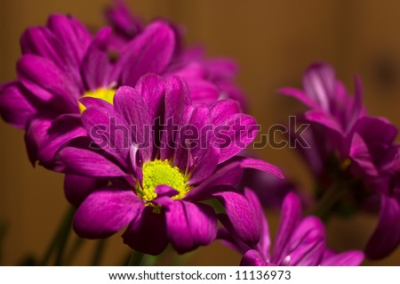 Dark purple Chrysanthemum against wooden background
