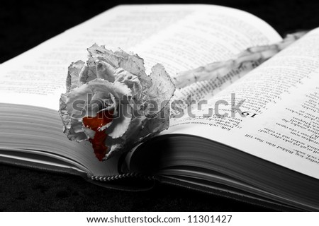 Bleeding old rose on swedish bible, photo in black and white except for the blood.