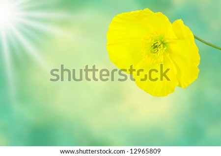 Yellow Poppy with sunshine on turquoise abstract background