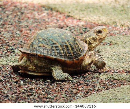 Box Turtle (with deformed shell)