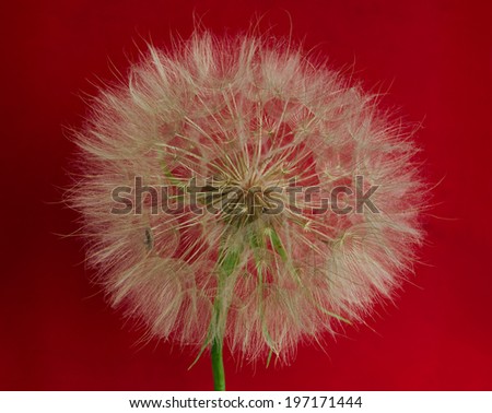 big dandelion on a dark red background