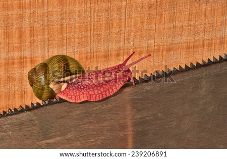 Red Green snail crawling on the teeth of a saw on a background of planed boards