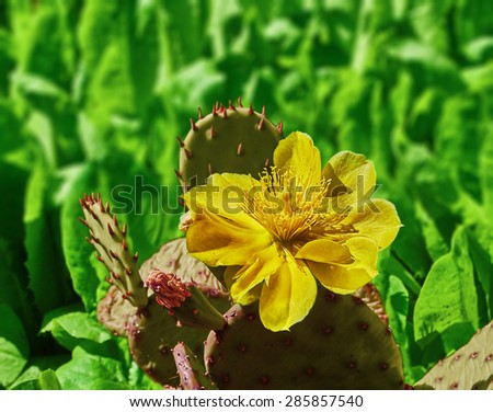 Yellow cactus flower on the background of the growing green