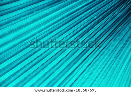 Blue palm leaf background