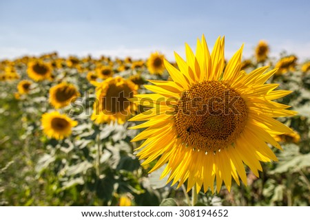bee and natural, authentic field of sunflowers - bee alight on a sunflower in sunny field,closeup with genuine daylight colors