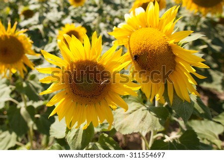 bee and natural, authentic field of sunflowers - bees alight on two sunflowers in sunny field,closeup with genuine daylight colors