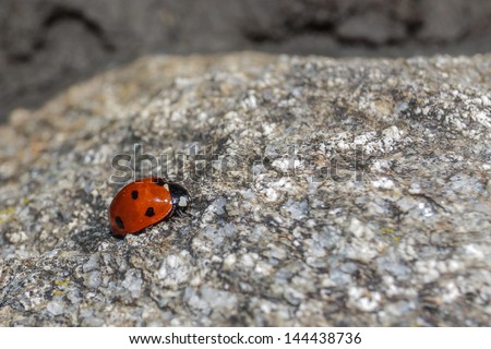 Ladybug Stok fotoğraf © 
