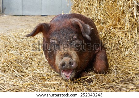Duroc Pig, Animal Welfare, Farm Animal