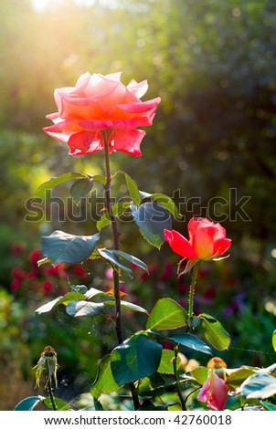 Brightly pink roses across from sunlight