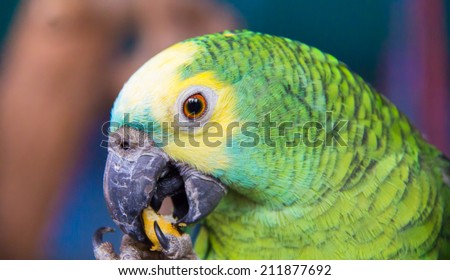 face of Macaw bird is eating the bean in the farm