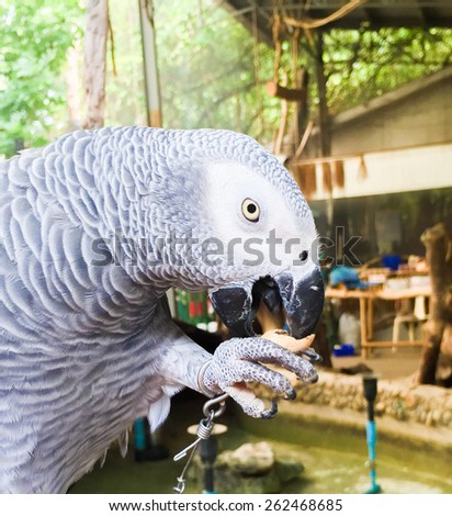 gray parrot is eating the bean