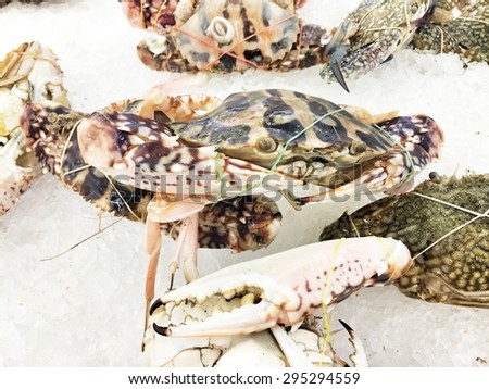 Sea crab food background