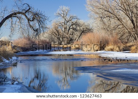 partially frozen Cache la Poudre River in Fort Collins, Colorado framed with cottonwood trees