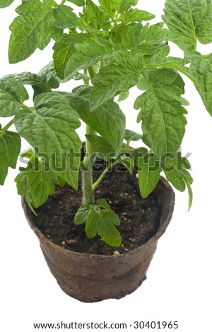 a young cherry tomato plant in biodegradable peat container isolated on white