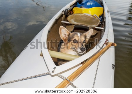 Corgi dog in a decked expedition canoe on a lake in Colorado, a distorted wide angle fisheye lens perspective