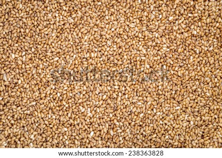 gluten free teff grain background - important food grain in Ethiopia and Eritrea
