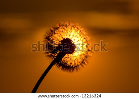 Red fiery Sunset and Dandelion in contra