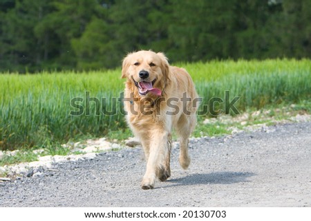 Golden retriever running on the way in front of the field