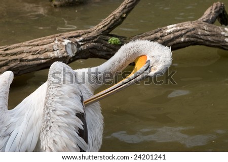 Closeup of Pelican in zoological garden - Pelecanus onocrotalus