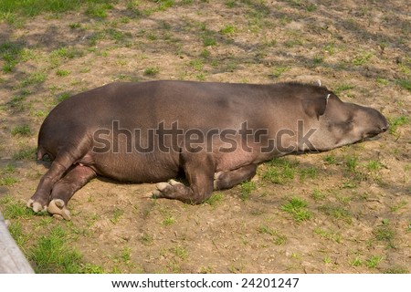 Photo of the animal lying on the grass in the zoological garden