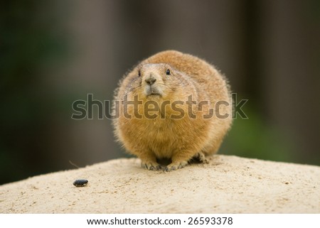 Photo of meerkat in the zoological garden