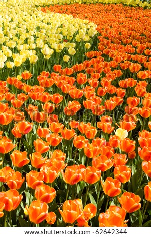 Keukenhof - Largest flower garden in Europe - Holland
