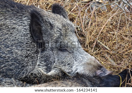 Wild boar sleeps and sweet dreaming - close up view
