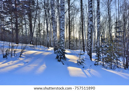 Image, Stock Photo Birches in the winter