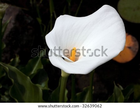 White Calla Lily With Yellow Stamen Stock Photo 32639062 : Shutterstock
