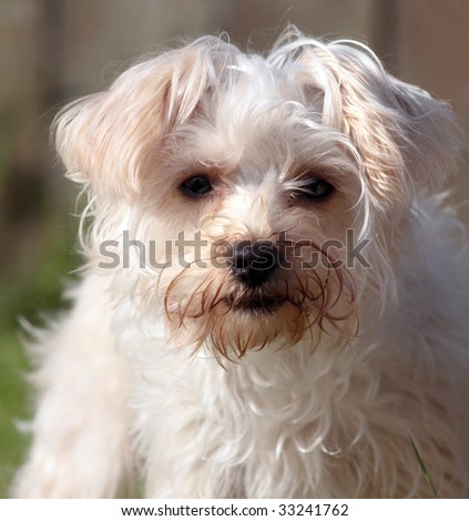 Cute white dog with messy hair staring intensely