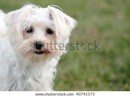 Cute white lap dog looking expectantly at the viewer
