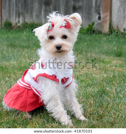 Cute white dog wearing red and white tennis dress with red heart print and christmas bows in hair