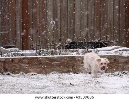 Cute white lap dog fetching colorful rubber toy outdoors during a snow storm